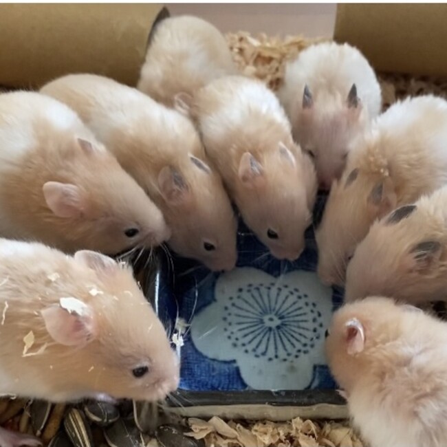 みーぴーのカバー写真