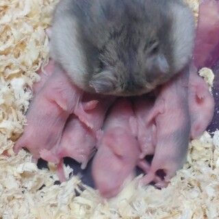 ５月上旬に産まれたジャンガリアン６匹の里親募集