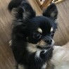  チワワのメルちゃん♀４才 サムネイル7