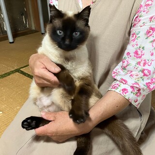 人懐こい☆可愛いマロンちゃん♪【動画】