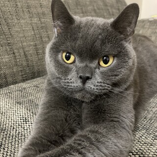 ブリティッシュ室内飼い