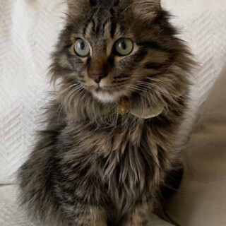 人懐こく甘えん坊❤️キジトラ長毛男子ちーくん