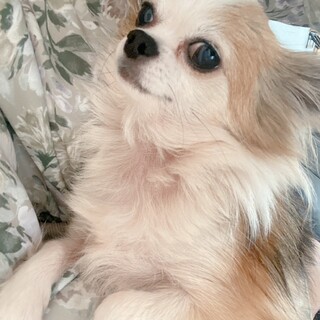 甘ったれなチワワ♀モナちゃん