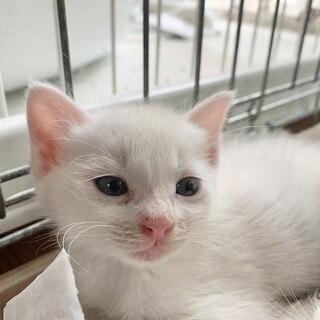 白　オス　2ヶ月　元気いっぱい