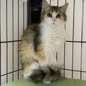 ★トライアル決定★絶世の美猫！中毛の三毛猫