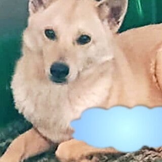 収容房①野犬女子ロロちゃん＊白色