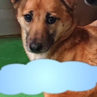 【感謝】繋がります！野犬女子レイちゃん＊茶色たれ耳