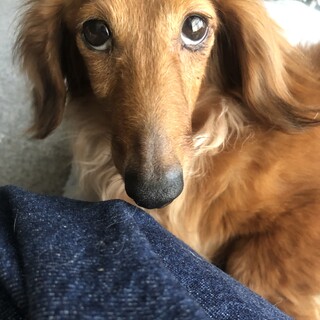 ダックスフンド　ウクくん