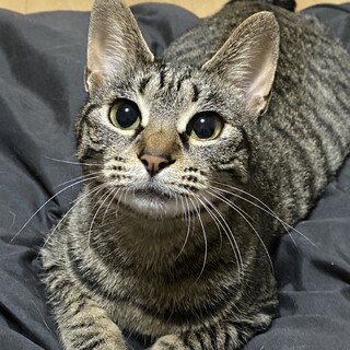 多頭飼育崩壊からのレスキュー♡アシナちゃん