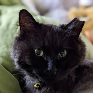 5/15荒川区譲渡会　すりごろな弥太郎君　