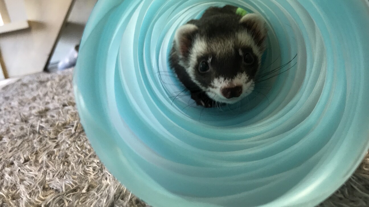 大切に育て、幸せにして下さる方を探しています。 サムネイル2