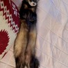 大切に育て、幸せにして下さる方を探しています。 サムネイル3