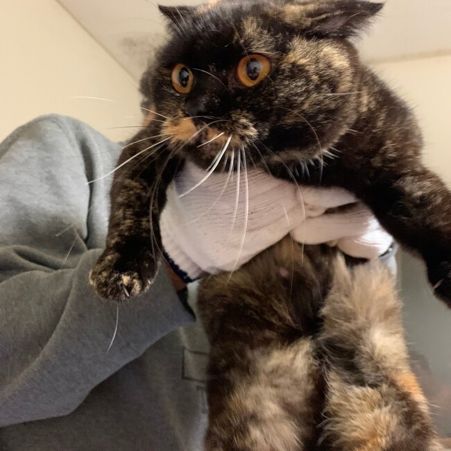 譲渡先探し中よしのカバー写真