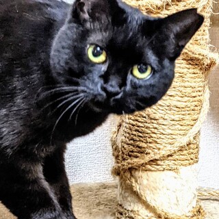 まん丸お目目の甘えん坊さん♡マコちゃん