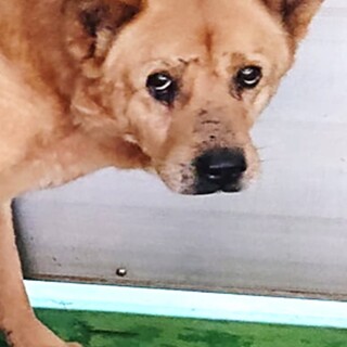 【感謝】繋がります！野犬男子ワカ君♂