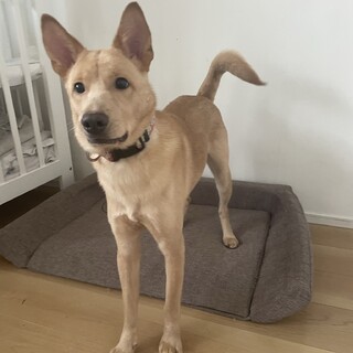 甘えんぼのカンくん☆11ヶ月