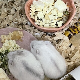 ジャンガリアンの赤ちゃん5匹里親さん募集します。