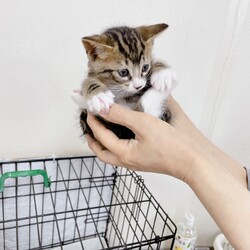 第160回　にゃん☆ぴーす猫譲渡会