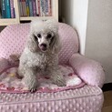 トイプードル里親募集！