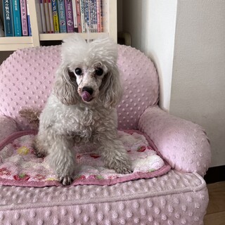 トイプードル里親募集！