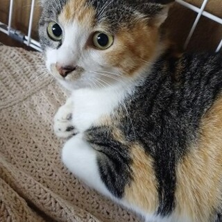 1歳のシマミケちゃん