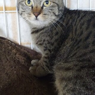 大人雄猫に追いかけれていたキジトラ猫