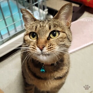 釧路市の猫の里親募集情報まとめ ペットのおうち 月間利用者150万人