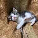 元気いっぱいのオスの子猫です