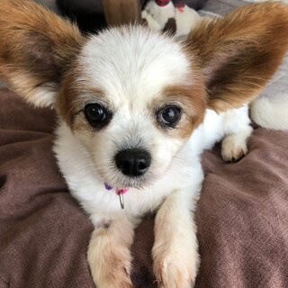 ぽっちゃりパピヨンのステラちゃん