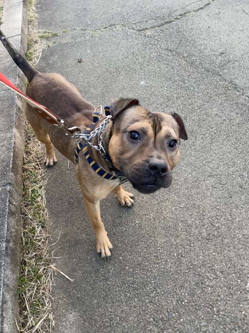 スタッフィー様確認用