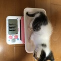 子猫2匹