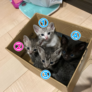 三月中旬生まれの子猫達　トイレしつけ済