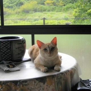 フレンドリーなイケメンネコくん。