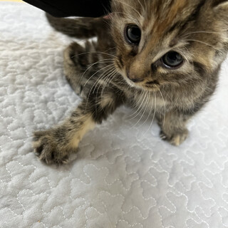 【5/10 全匹交渉中】元気いっぱい！子猫 ^^