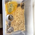 子ハムとママハムの里親決定