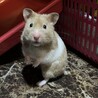 虎桃