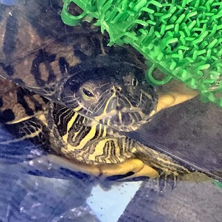 ミドリガメの里親募集中！