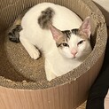 人も猫も大好きなカンタくん