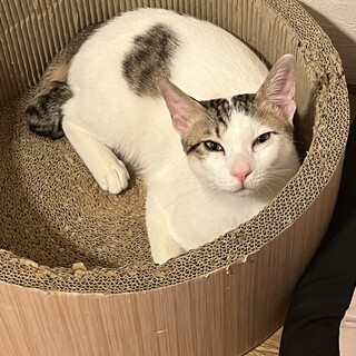 人も猫も大好きなカンタくん