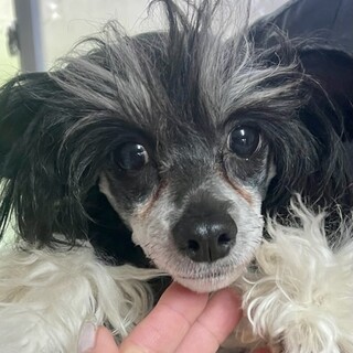 22-M307 とても美形のチャイ君です♪