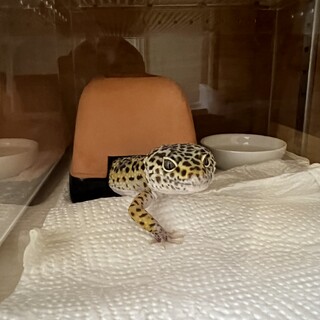 レオパ・クレス里親募集