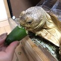ケヅメリクガメ（女の子）の里親募集！