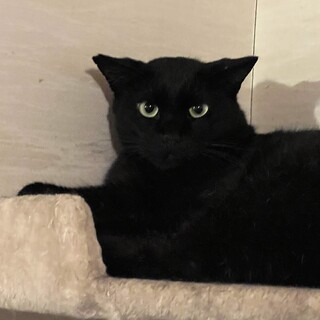 大火事の中生き残ったイケハタくん