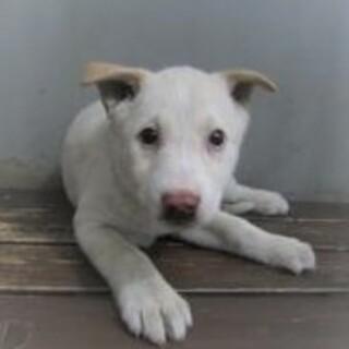 4-4-012◆可愛い子犬◆家族に迎えませんか？