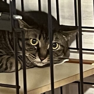 可愛いキジトラ　ナナちゃん