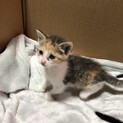 生後1ヶ月の子猫