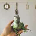 グリーンイグアナ1歳半