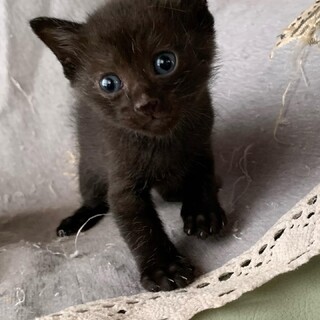 可愛い黒猫兄弟の里親募集
