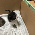 生後1ヶ月の子猫