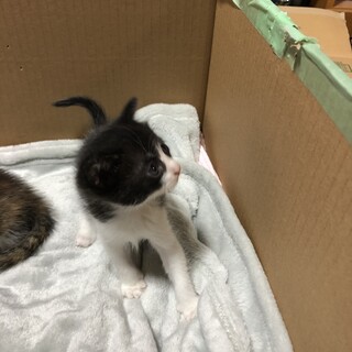 生後1ヶ月の子猫